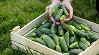 Огірки будуть смачними та хрусткими: 2 підживлення з кальцієм забезпечать врожай мрії