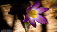 Рідкісні квіти знайшли у Чорнобильській зоні