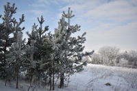 Синоптики розповіли, де найближчої ночі в Україні пройде сніг та вдарять морози