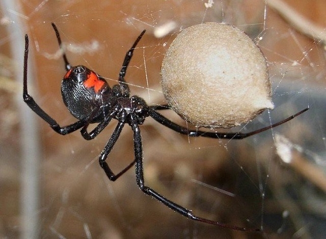 Це каракурт - один із найнебезпечніших видів павуків роду Чорних вдів