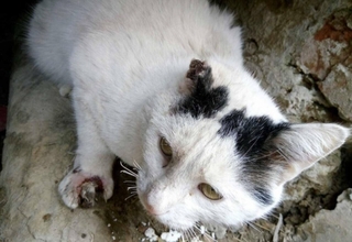 Кіт, якого нібито підпалив мешканець одного з будинків на Коновальця, в Рівному. Фото - ТРК "Рівне 1"