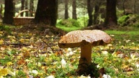 Як виростити лісові гриби у себе на ділянці: за 2 тижні вже будете збирати урожай