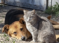 Скільки людей на Рівненщині відповіли перед законом за жорстоке поводження з тваринами