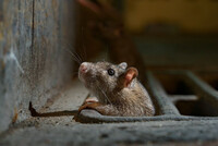 Що посадити біля дому, щоб миші не бігали в хату