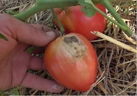 Опіки на помідорах і перці: як захистити їх від палючого сонця