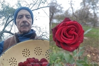 Червоніє полуниця та вже достигла малина: на Рівненщині досі збирають літні ягоди (ФОТО)