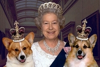 Як розважаються улюблені цуцики королеви Великої Британії