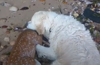 Мережу підкорив пес, який врятував з води оленятко (ВІДЕО)