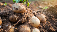Що посадити після картоплі на грядці: перелік найкращих варіантів 
