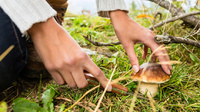 Сезон збирання грибів: Скільки випадків отруєння вже зафіксували на Рівненщині