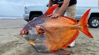 Заморозять і будуть вивчати: яскраву тропічну рибу-велет викинуло на пляж у США (ФОТО)
