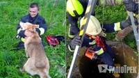 Пес радо пригортався до своїх рятівників: На Рівненщині з 7-метрового колодязя дістали собачку (ФОТО)