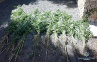 На Рівненщині поліцейські виявили понад 900 рослин коноплі (ФОТО)