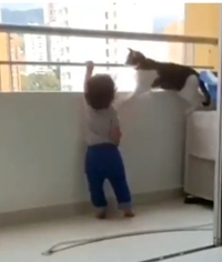 Кішка врятувала дитину від падіння з балкона і потрапила на відео (ВІДЕО)