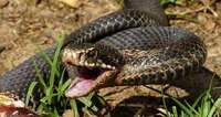 6-річну дитину під час відпочинку на природі вкусила змія
