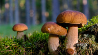 Зрізати чи викручувати гриби: Експерти поставили крапку у питанні, через яке сперечалися грибники