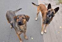 Громадське обговорення щодо проблеми безпритульних собак проведуть на Рівненщині