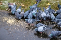Для чого 8 листопада на кладовищі годували птахів: народні прикмети
