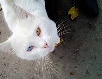 Патріотичного кота зустріла художниця на вулиці Рівного (ФОТО)