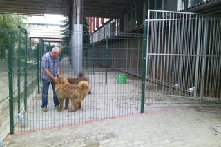 Юрій Бойко з собаками на території радіозаводу у 2017 році.