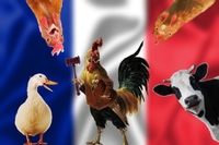 Франція законодавчо захистила право півнів голосно кукурікати