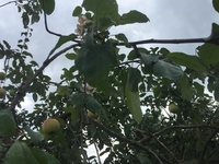 На Рівненщині вдруге за рік зацвіли плодові дерева (ФОТО)