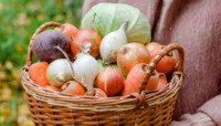Ціна впала на 72%: В Україні почав дешевшати популярний овоч