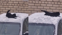 Розваги на легковику: чорний кіт з Дубна склав конкуренцію коту Степану (ВІДЕО)