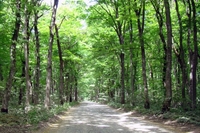 На Рівненщині дороги прокладатимуть через ліс