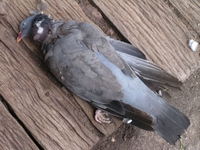 Чи виявили інфекцію у трупах голубів у Рівному