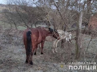 План на Новий рік: «вкрасти коней, продати і святкувати» (КРИМІНАЛ)