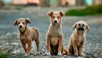 Бродячих собак на Рівненщині відловлять та відвезуть до Луцька 