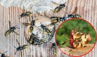 Оси більше ніколи не вжалять: як захистити ділянку від «кусючих» комах (ФОТО)