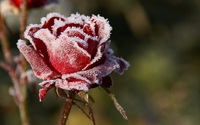 Як підготувати троянди до зими: що треба обов’язково зробити, доки не вдарили морози