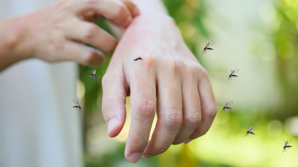 Вони не вибирають своїх жертв наосліп: кого комарі кусають більше за інших?