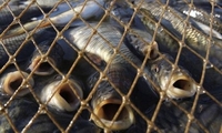 Рибний патруль на Рівненщині нарахував майже чотири десятки порушень за останній місяць 