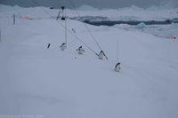 Через аномальну зиму до українців в Антарктиді повернулися пінгвіни (ФОТО)