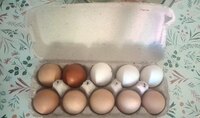 Коричневі чи білі: чи впливає колір яєць на їхні смак та поживність