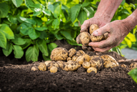 Що класти під картоплю, щоб був потужний урожай? Назвали варіанти добрив