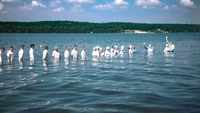 На Рівненщині найпопулярніший спосіб «відкосити» від армії - водне хрещення 