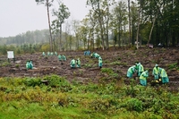 Чиновники під дощем посадили у Клеванському лісі тисячі дерев