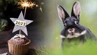 Що не можна готувати на Новий рік-2023: Корисні поради, щоб не розсердити Кролика