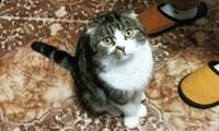 «45 днів в окупованій Бучі»: у соцмережі показали кота-героя (ФОТО)
