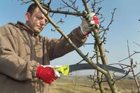 Правильний підхід: коли краще обрізати плодові дерева та кущі?