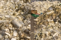 Українські фермери викидають на смітники тонни овочів (ФОТО)
