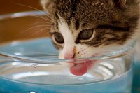 Скільки води щодня потрібно давати собаці та кішці