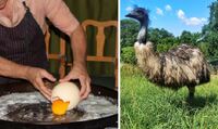 Поїсти омлет зі страусячих яєць запрошують у зоопарк Рівного