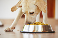 Можуть завдати шкоди здоров'ю: 5 продуктів, які ні в якому разі НЕ можна давати собаці