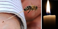 Чоловік помер після укусу бджоли на Рівненщині 