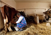Вартість літра молока на Рівненщині - чотири гривні 